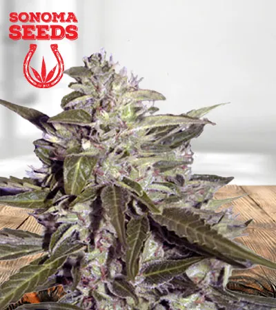 sour-pinot-autoflowering-image