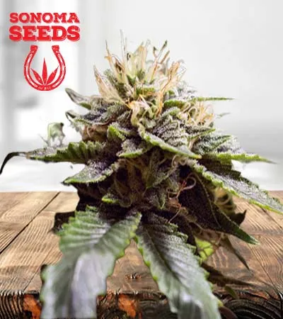 Sour Strawberry