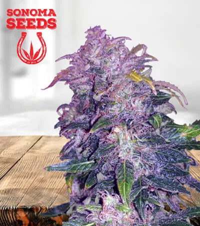 space-cookies-autoflowering-image