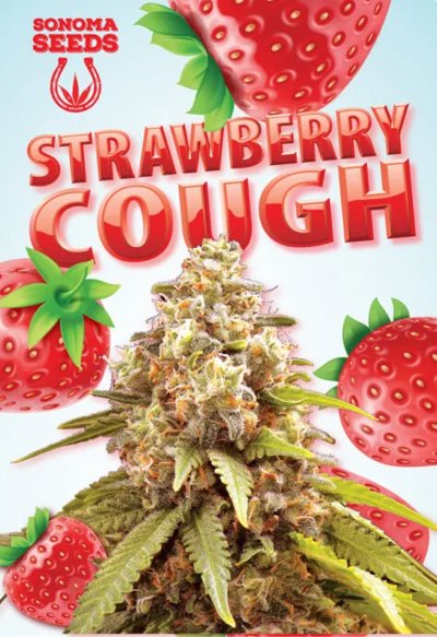 Strawberry Cough Autoflowering