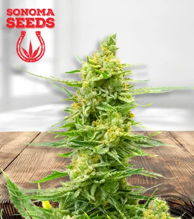 strawberry-kush-cbd-image