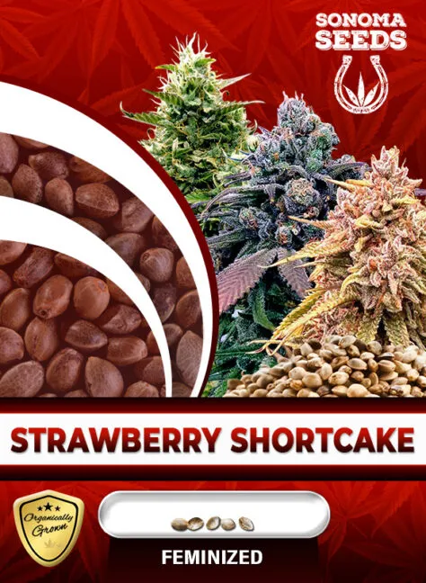 strawberry-shortcake-image