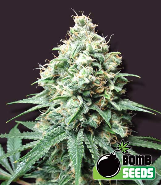 kush-bomb-image