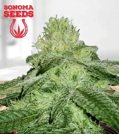 sugar-kush-fast-version-image