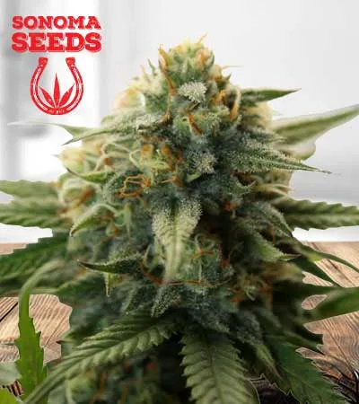 super-bud-image