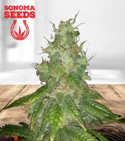 super-bud-autoflowering-image