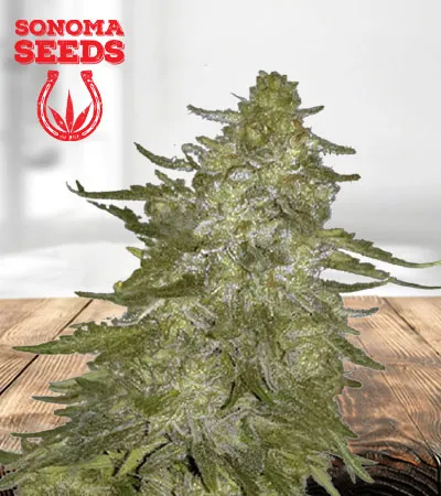 super-hash-autoflowering-image