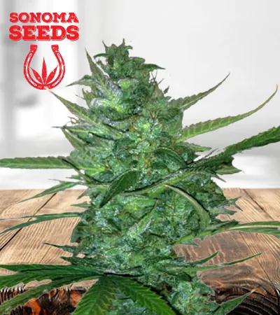 super-sour-diesel-autoflowering-image