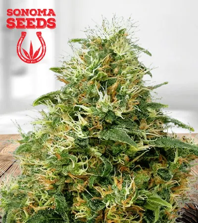 Sweet Mango Autoflowering