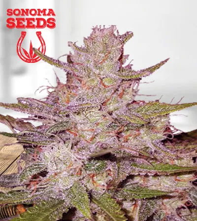 tangerine-dream-autoflowering-image