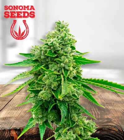 tangie-cbd-image