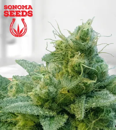 thai-autoflowering-image