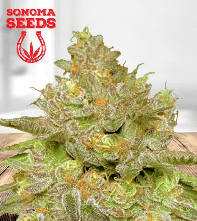 Thin Cookie Dog Autoflowering
