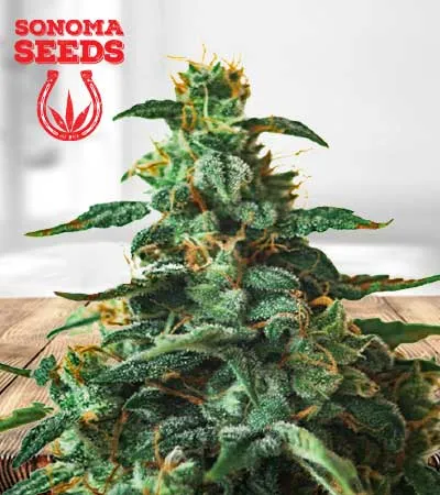 thin-mint-autoflowering-image
