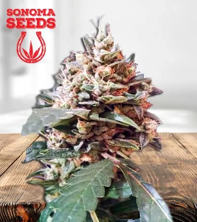 tooth-decay-autoflowering-image