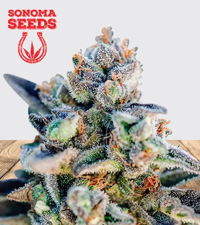 top-gun-autoflowering-image