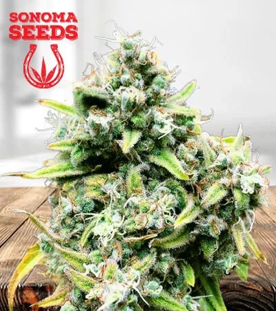 Trainwreck Autoflowering