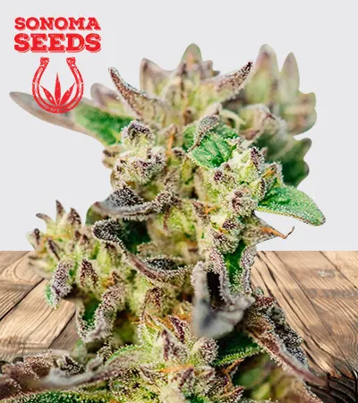 tricross-autoflowering-image