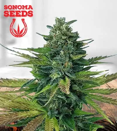 triple-diesel-autoflowering-image