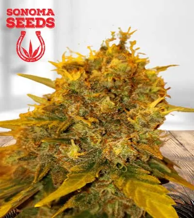 tutankhamon-autoflowering-image