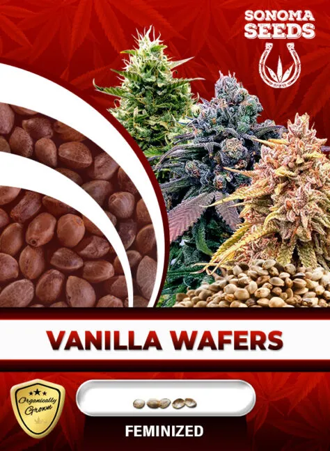 vanilla-wafers-image