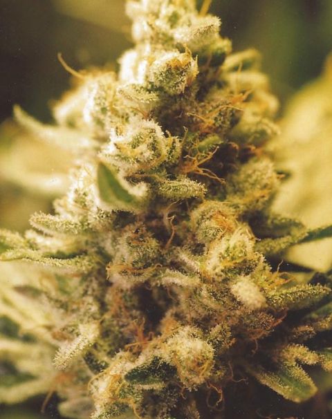 lemon-kush-image