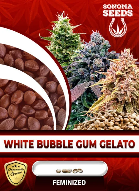 white-bubble-gum-gelato-image