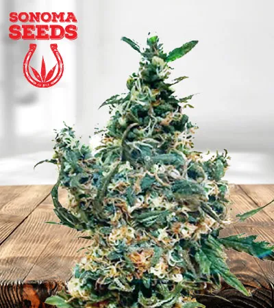 White Dream Autoflowering