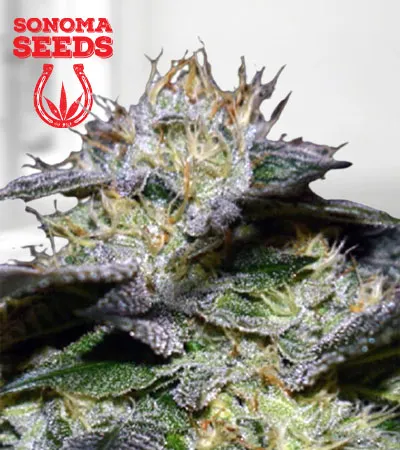 white-fire-og-fast-version-image