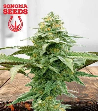 white-runtz-autoflowering-image