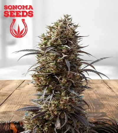 white-strawberry-skunk-image
