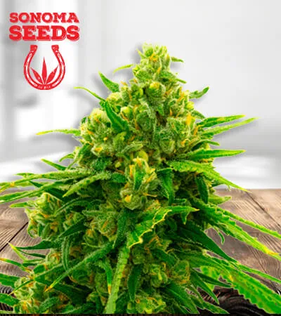 White Widow CBD