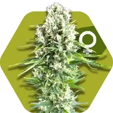 Northern Lights XL