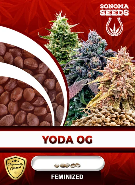yoda-og-image