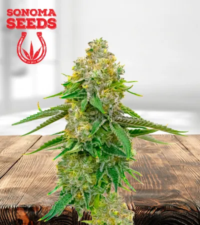 yumbolt-autoflowering-image