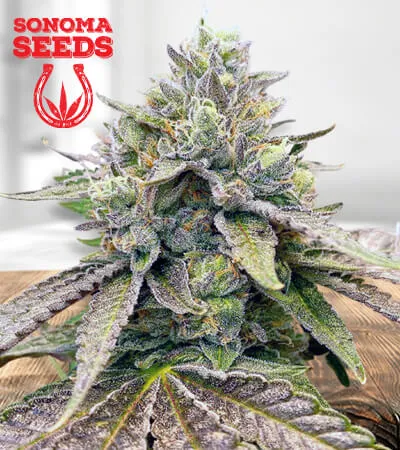 Zkitllez Autoflowering