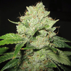 cal-train-wreck-image