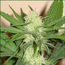 cheez-wreck-image
