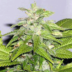 early-bird-skunk-image