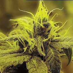 Indica XXL