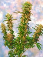 mangolian-indica-image