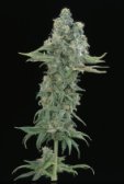 matanuska-mint-image