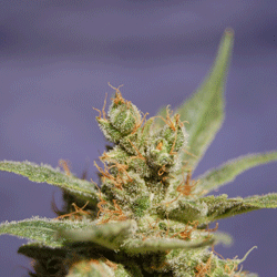 santa-cruz-costal-kush-image
