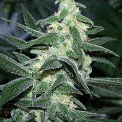 silver-shadow-haze-image
