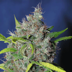 smurfberry-image
