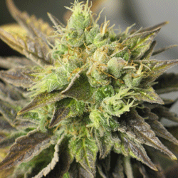 strawberry-d-lite-image