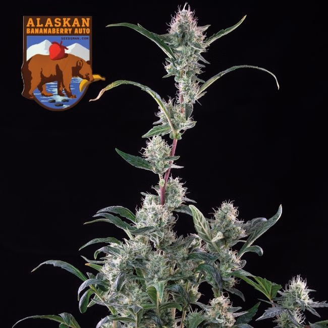 alaskan-bananaberry-auto-image