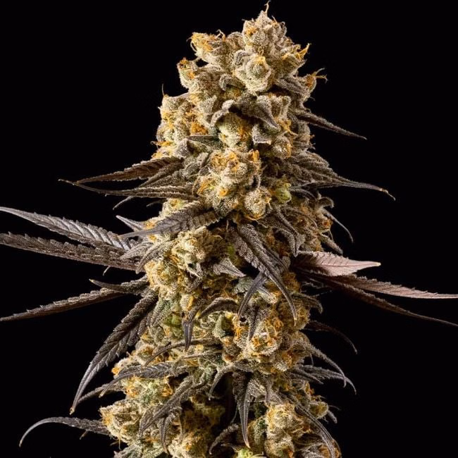 banana-biscotti-f1-image