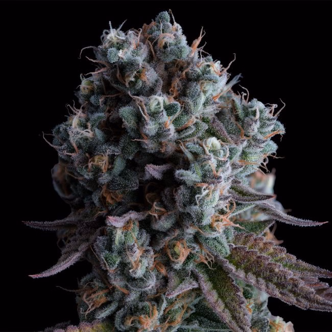 black-sugar-2.0-image