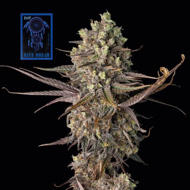 blue-dream-fast-image